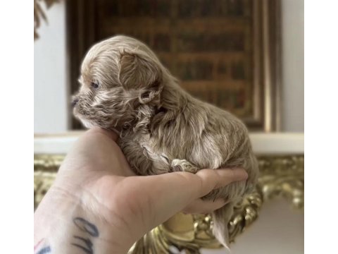 Tr de tek micro teacup maltipoo yavrusu