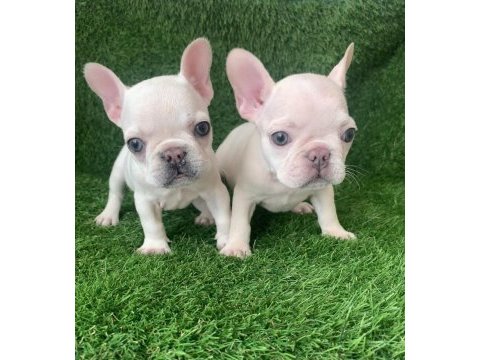 Egzotik french bulldog bebekler yeni yuvasını arıyor