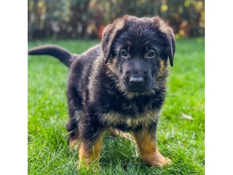 Alman kurdu bebekler sağlık ve ırk garantili teslim