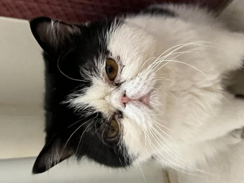 3 yaşında erkek exotic shorthair sahiplendirilecektir
