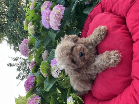 Orjinal minyatür toy poodle yavrular 