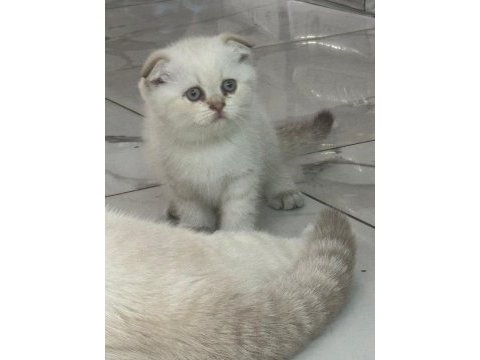 Safkan british shorthair ayı surat bebek