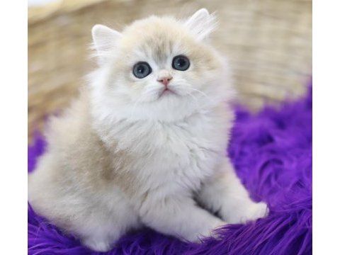 British longhair tostikler