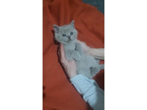 British shorthair 3 minik kız kardeşler