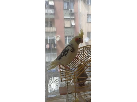 Yeme düşmüş 4 haftalık sultan papağanları
