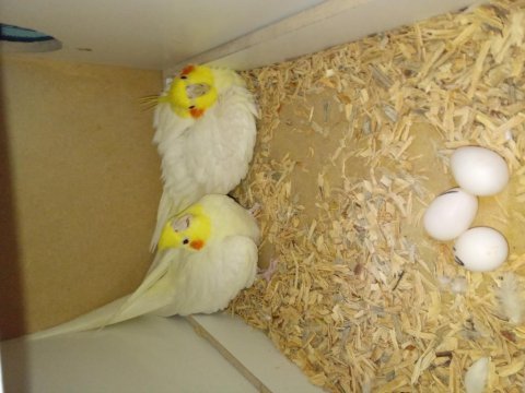 Yavrulu yumurtalı takımlar ve tek yetişkin kuşlar