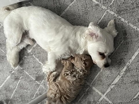 85 günlük orjinal kore maltipoo ev doğumlu kızımız