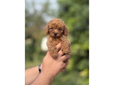 Premıum toy poodle bebekler 
