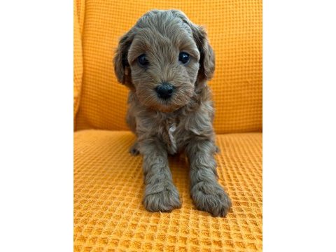 Maltipoo yavrular (4 tane mevcuttur)