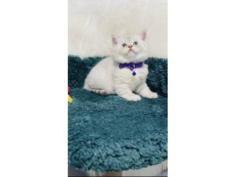 British shorthair silver 2 aylık erkek