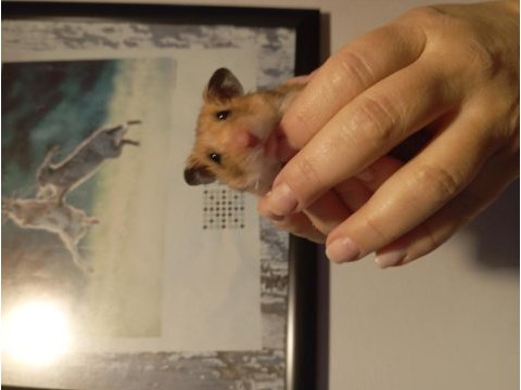 Acil ilan 4-5 aylık minnoş anne hamster