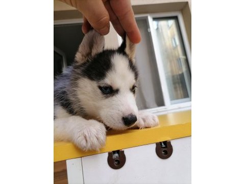 Renk ve anatomi güzeli sibirya kurdu husky yavrular