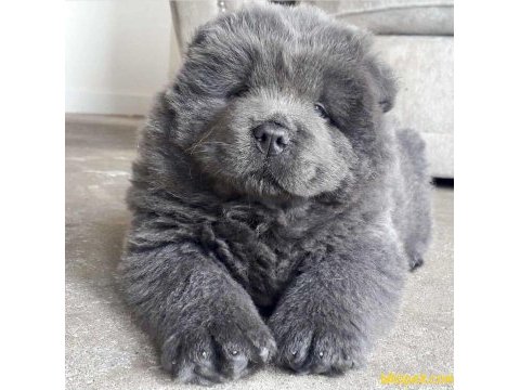 Son kalan blue chow chow yavrumuz