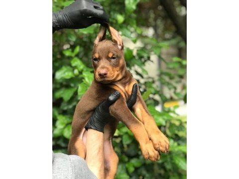 Harika dişi doberman bebekler