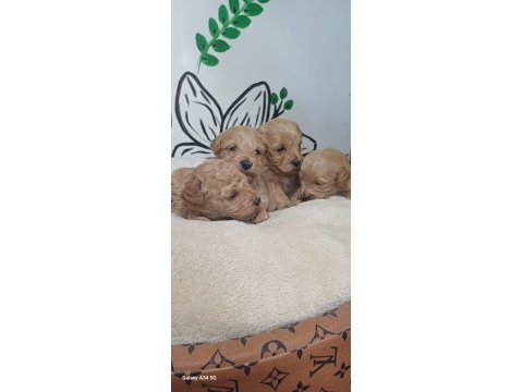 Maltipoo terrier köpeği