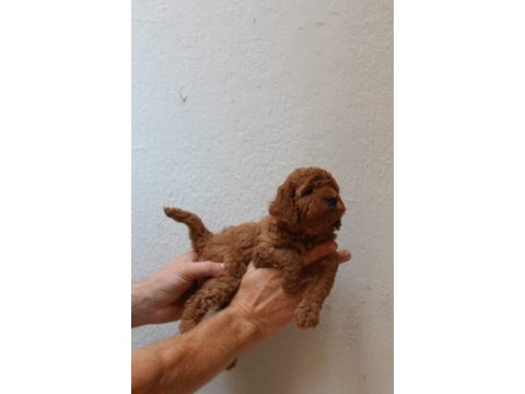 Toy poodle yavruları