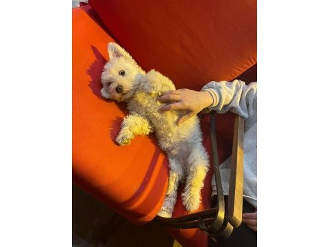Minnak 0 numara kızım terrier