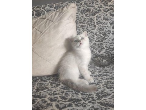 Yavru british shorthair kedilerimize sıcak bir yuva arıyoruz
