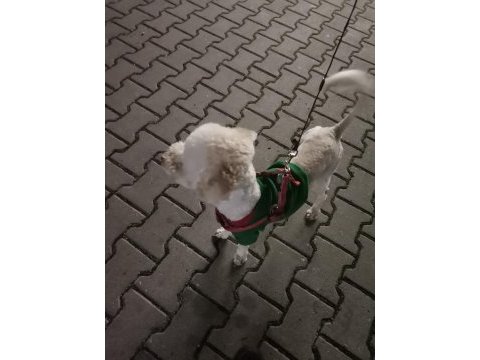 Sahiplendirilecek toy poodle