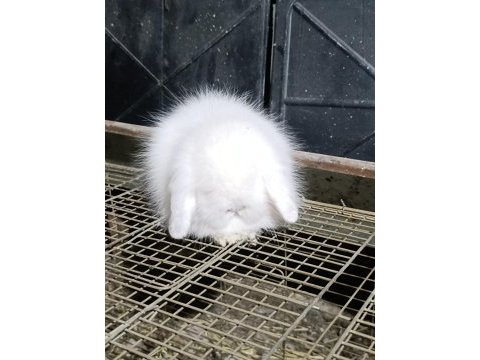 Hollanda teddy lop tavşanı