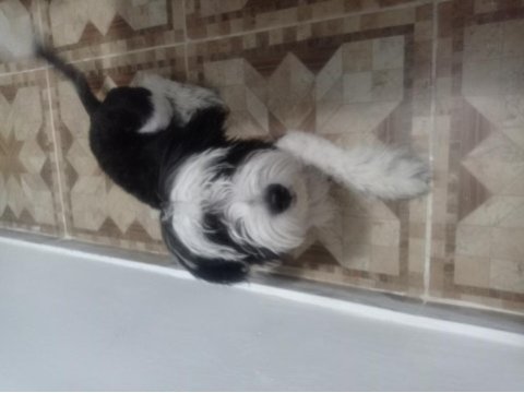 Canım oğluma yuva maltese terrier