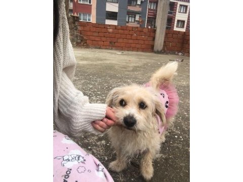 Terrier kırması kızımıza eşlemek için erkek arıyoruz