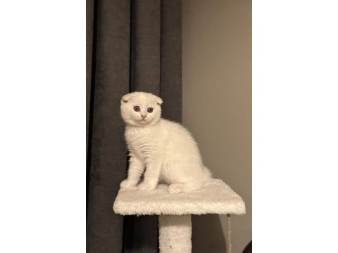 British shorthair ve scottish fold yavru kediler