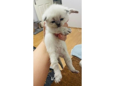 Safkan scottish fold