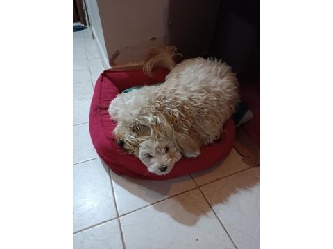 Erkek maltipoo