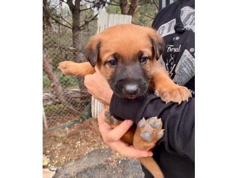 İki aylık bebek köpekler çok sağlıklı ve sevimliler