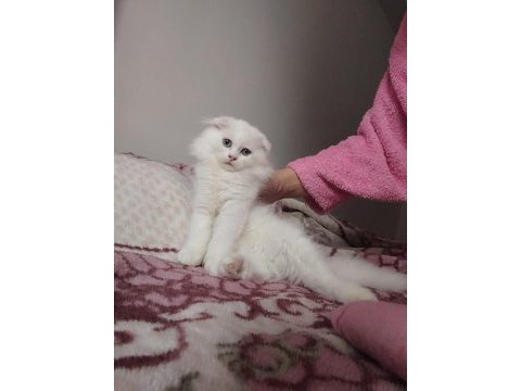 Scottish fold beyaz üzün tüylü mavi gözlü dişi