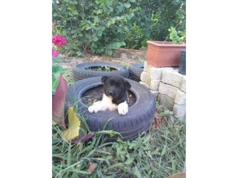 Amerikan akita yavrularımız