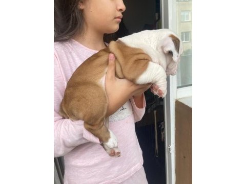 Çocuk dostu english bulldog yavrumuz