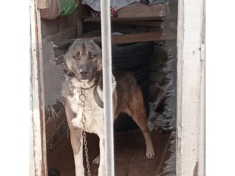 Erkek kangal köpeği açıklamayı okuyunuz