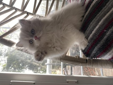 Nadir renk british longhair