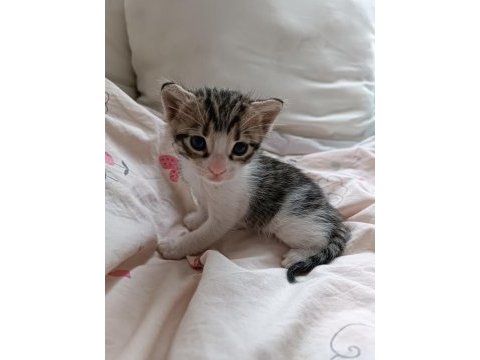 Sevimli 3 tekir yavrumuza acil ömürlük yuva arıyoruz