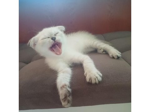 55 günlük british shorthair yavrular