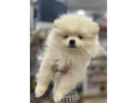 Dünya güzeli pomeranian boolar