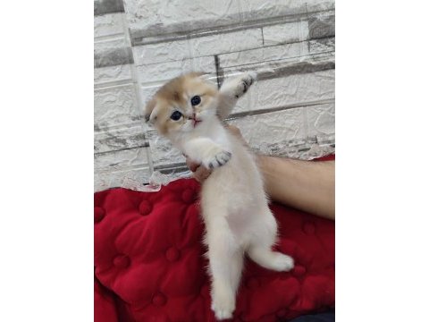 Golden scottish fold