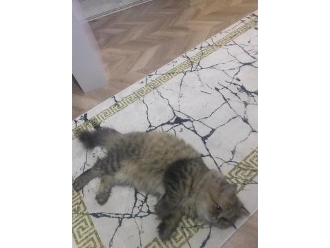 Iran kedisi persian 8 aylık dişi
