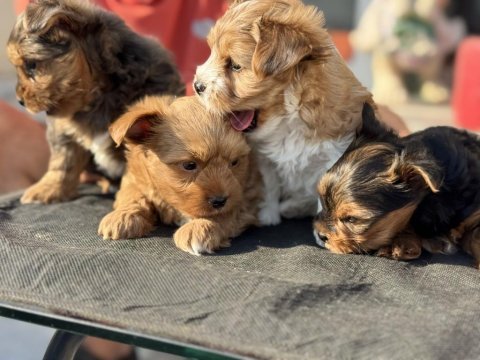 Petmode köpek çiftliğinden tea cup morkie yavrular