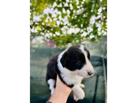 Border collie köpeğimiz için anlayan yazsın lütfen