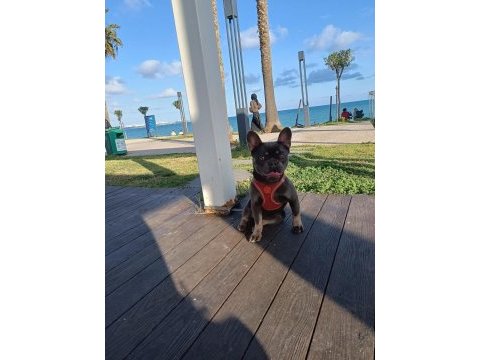 French bulldog blue tan anne aqua blue baba isabella