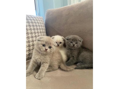 2 aylık scottish fold