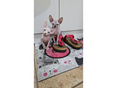 Canadian sphynx yavrular