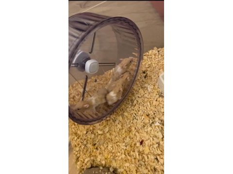 Yavru teddy bear hamsterlar