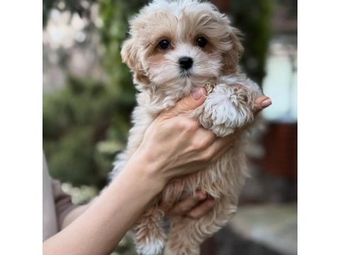 Efsane maltipoo yavruları