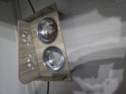 Eğitimli british shorthair