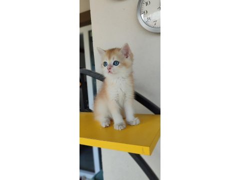 British shorthair golden