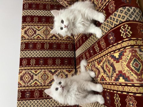 İki aylık eğitimli british shorthair yavrumuz